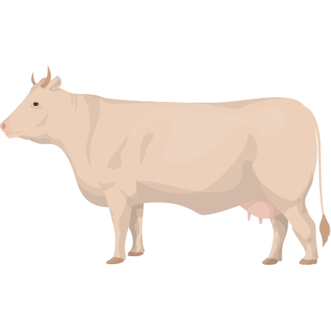 CHAROLAIS